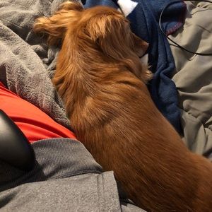 Meet your Posher, Bailey